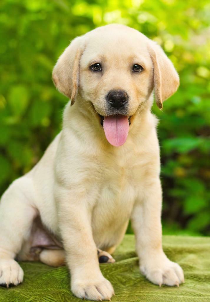 Learn about labrador puppy, shih tzu puppies, and belgian malinois dog. Compare temperament, care needs, and lifestyle suitability to choose the right dog.